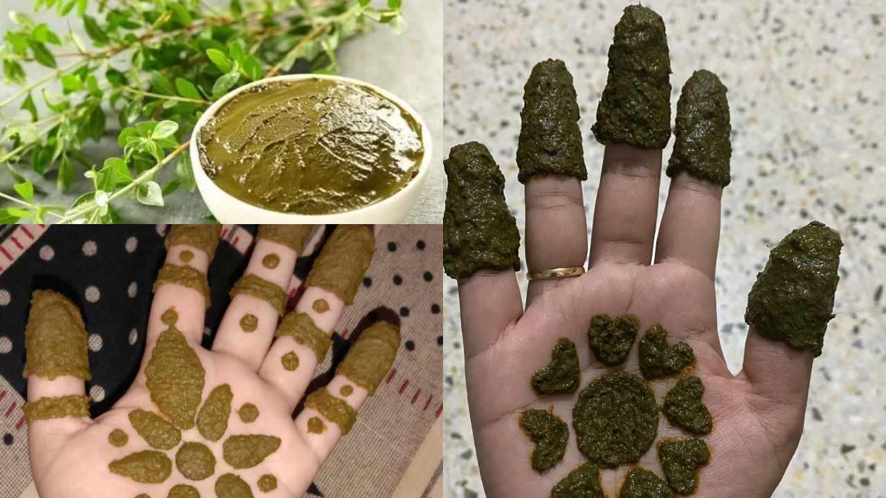 Benefits of Gorintaku why women wear it in Ashada masam