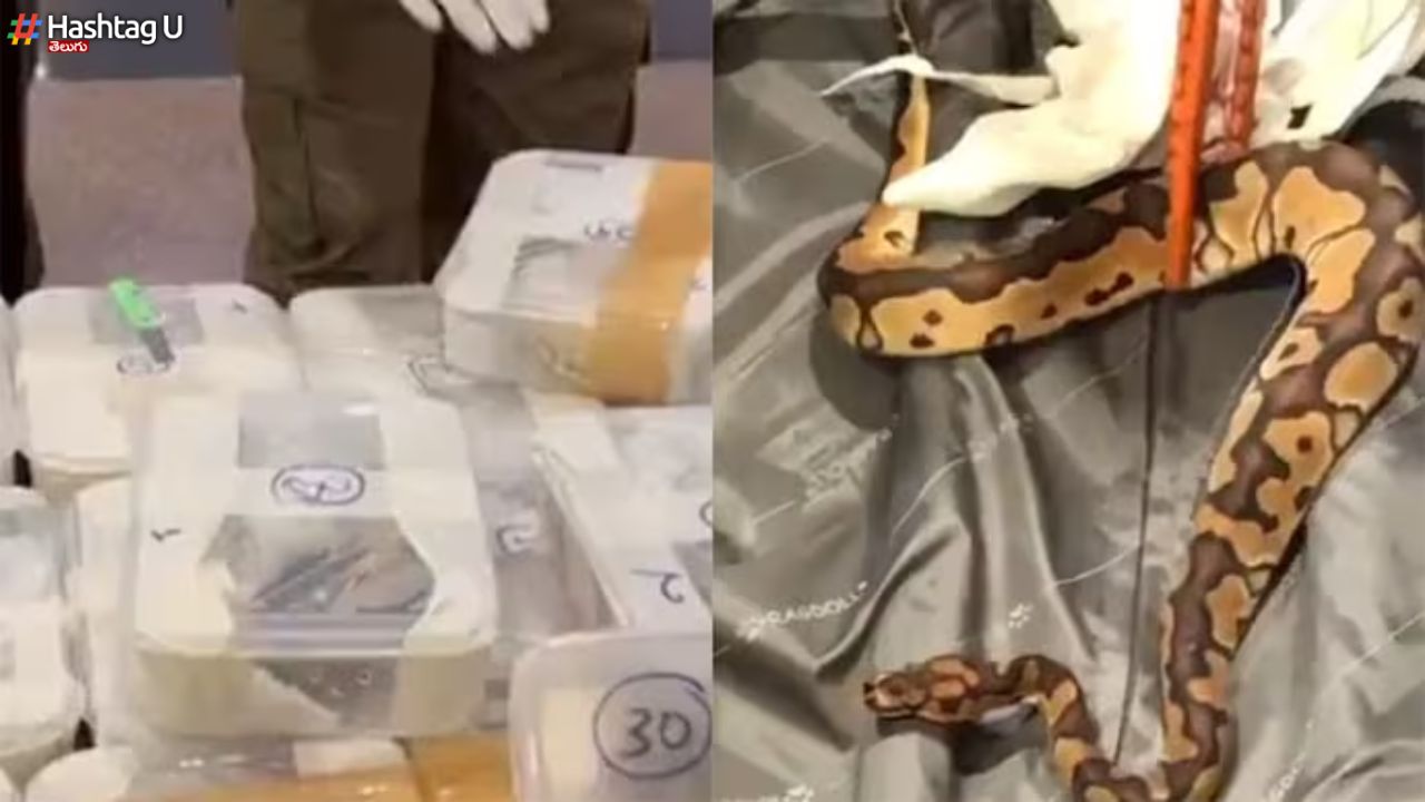 47 Pythons Caught