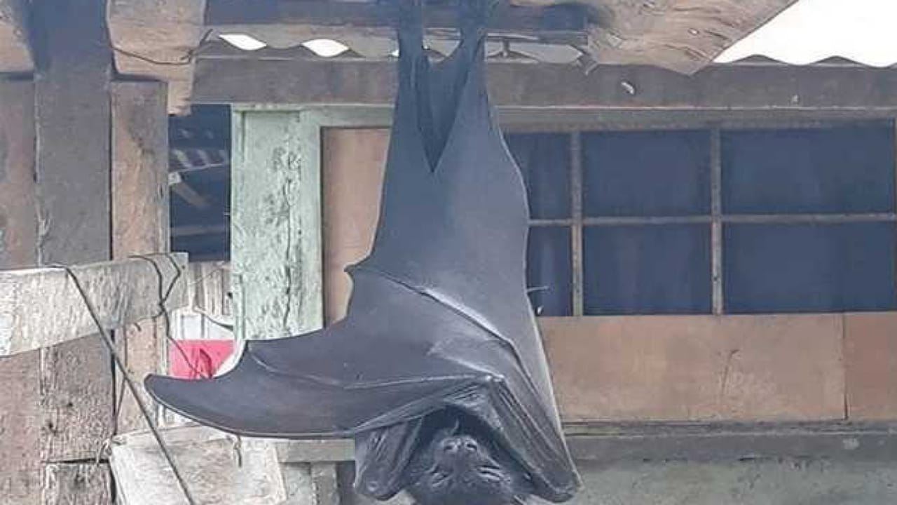 Bat
