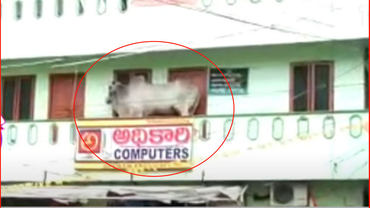 Bull Climbed On Building Du