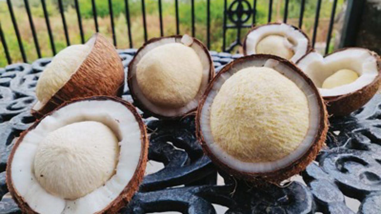 Coconut Embryo