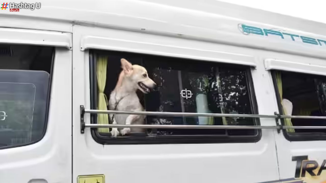 Dog Van Ttd