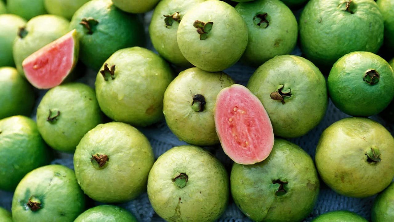 Guava In Winter