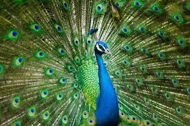 Peacock