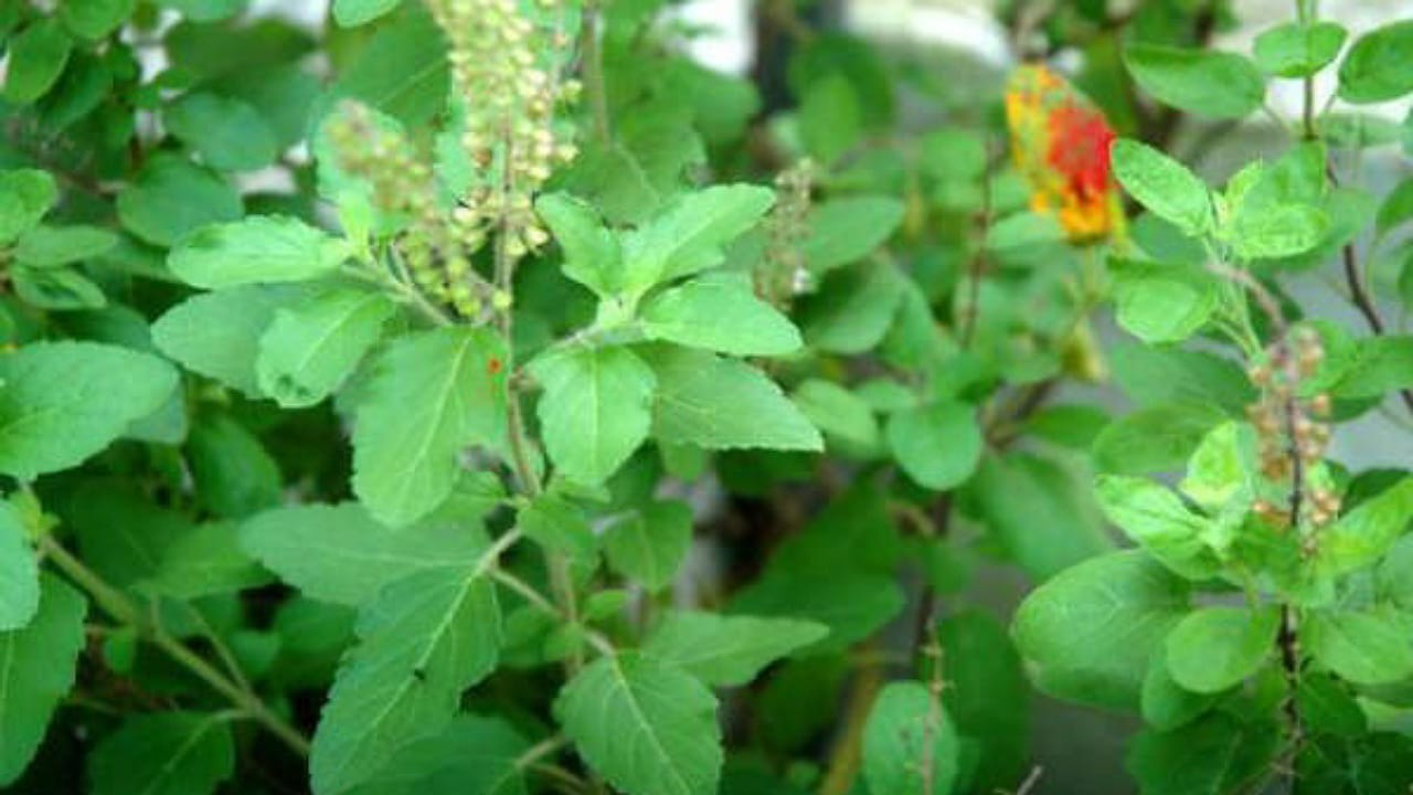 Tulasi Plant