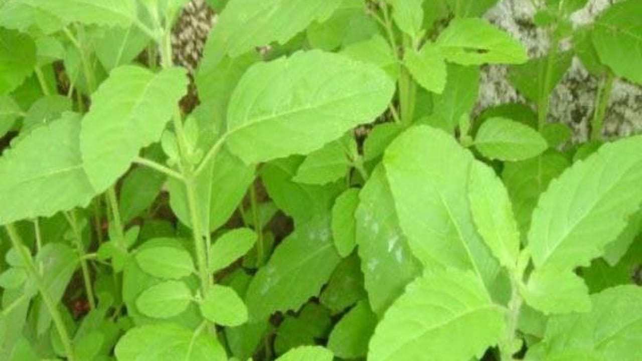 Tulasi Vastu