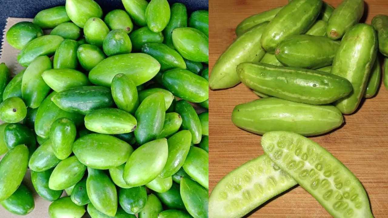 Benefits of Eating Dondakaya Ivy Gaurd
