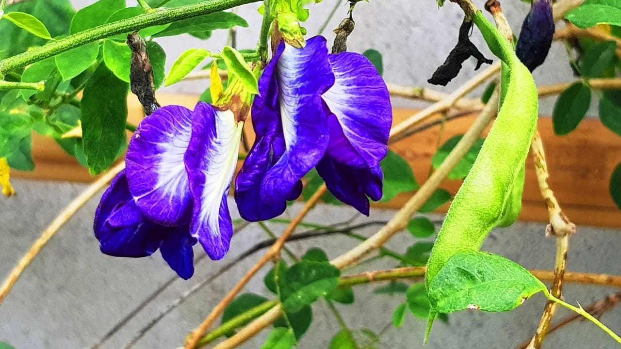 Aparajita