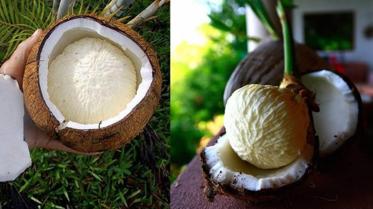 Coconut