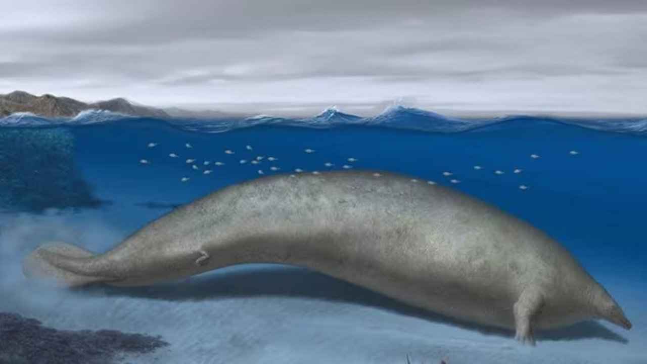 Heaviest Animal