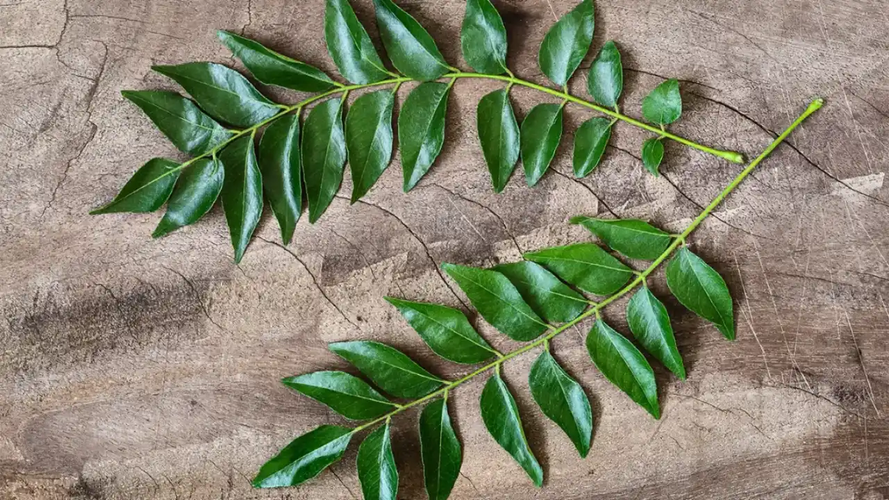 Benefits Of Curry leaves