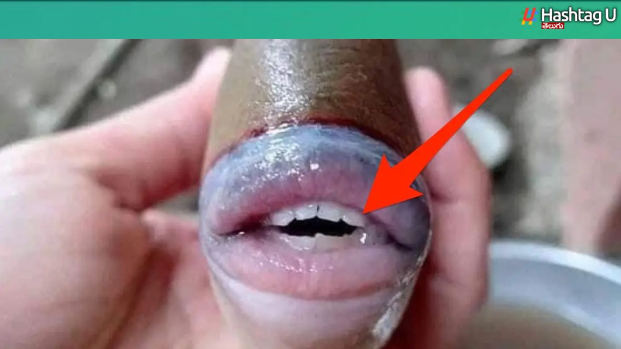 Human fish