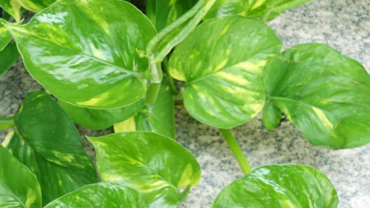 Money Plant