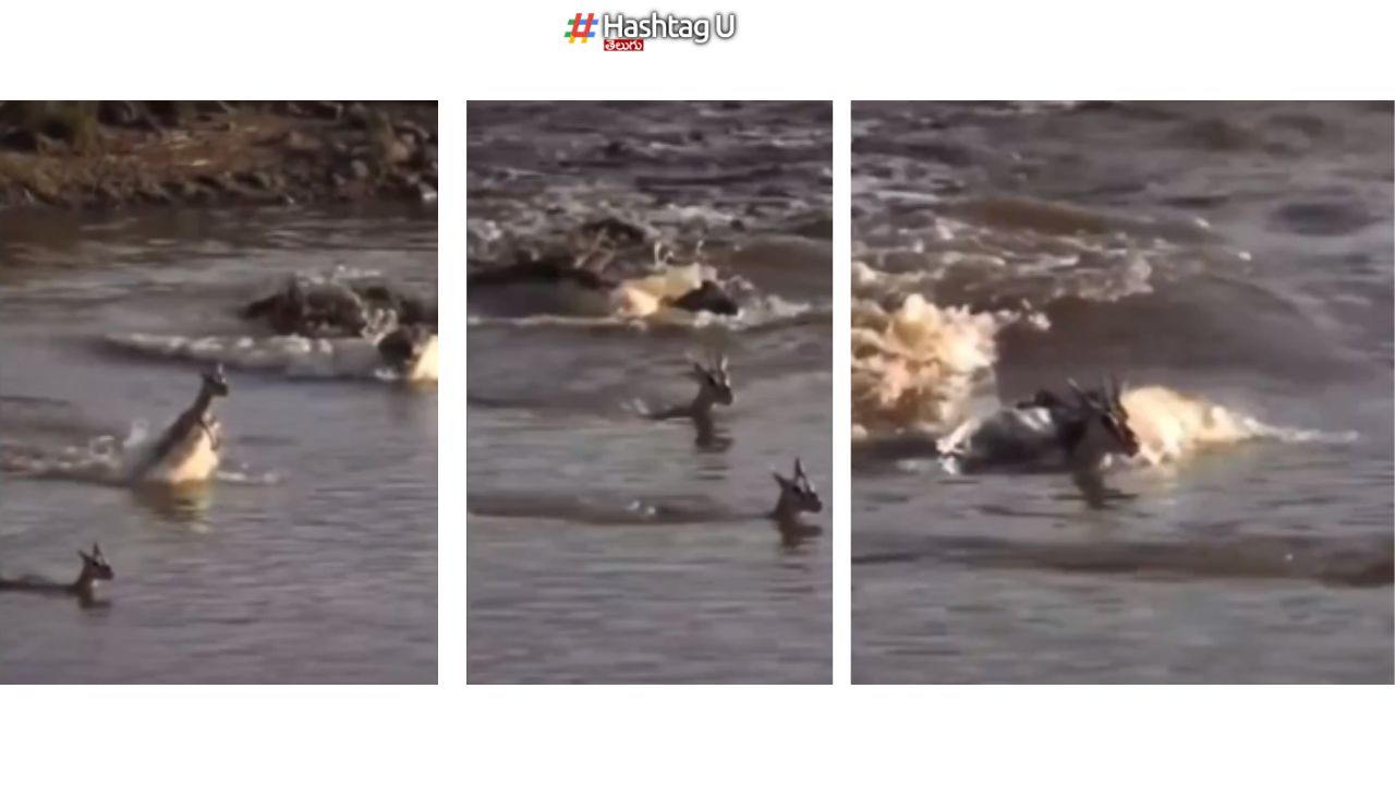 Mother Deer sacrifice