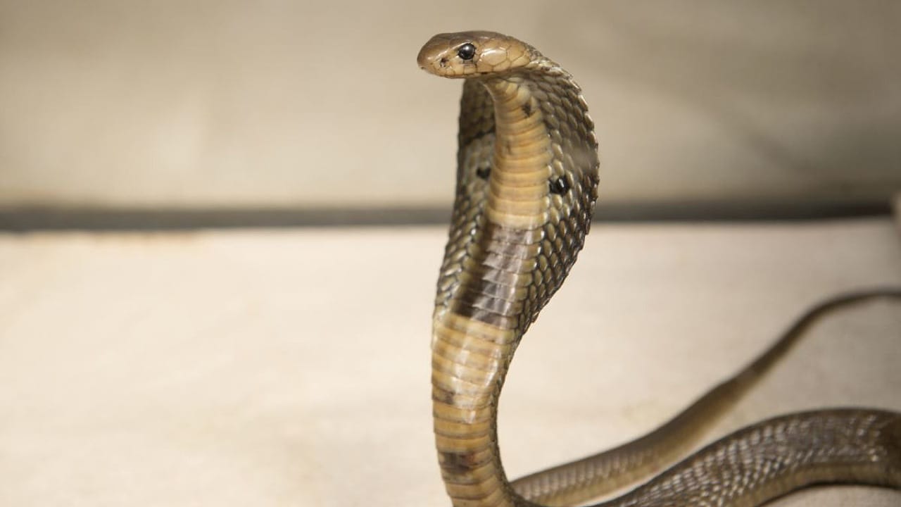 Nagula Chavithi
