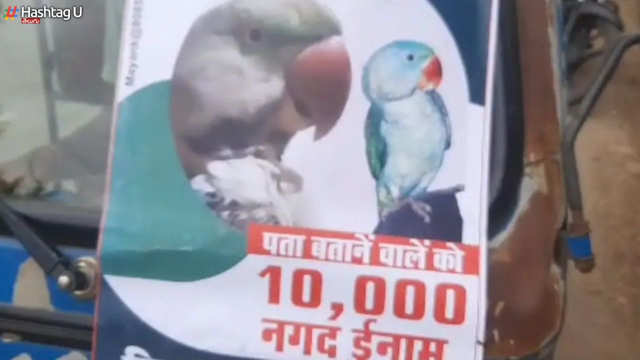 Parrot Missing