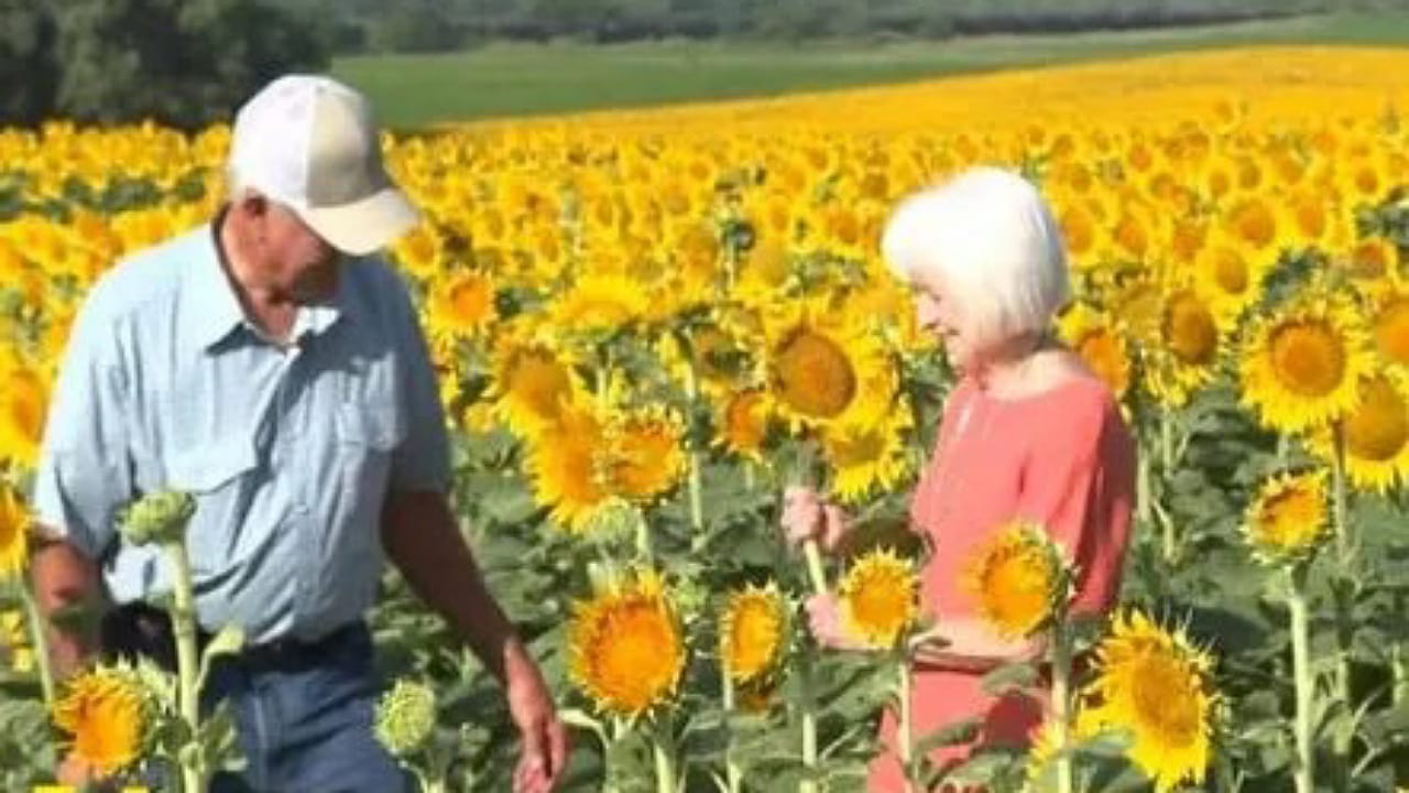 Sunflower Sarming