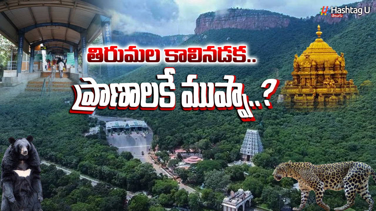 Leopard attacks in Tirumala