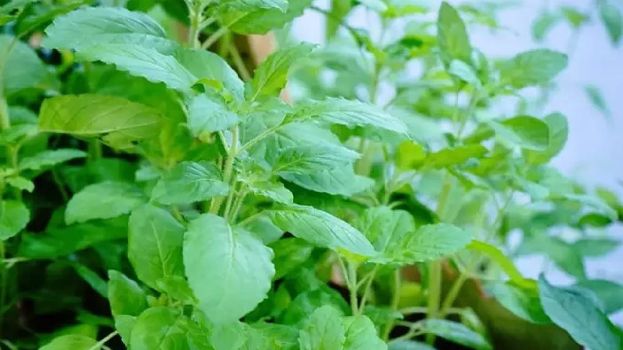 Tulsi For Acne