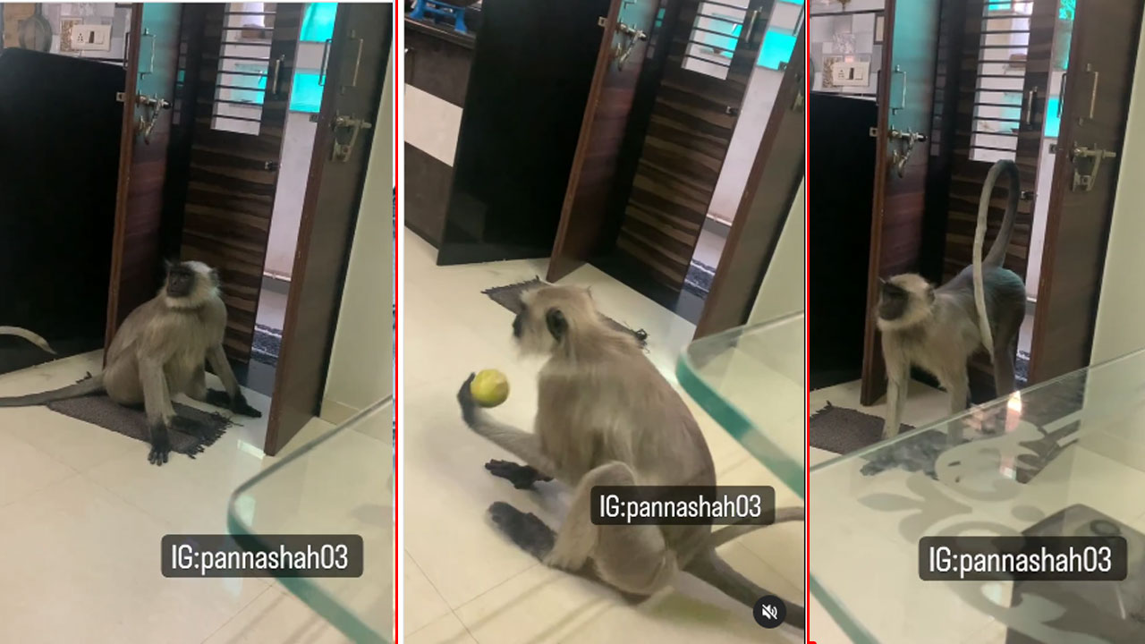 Monkey Carrying A Tomato