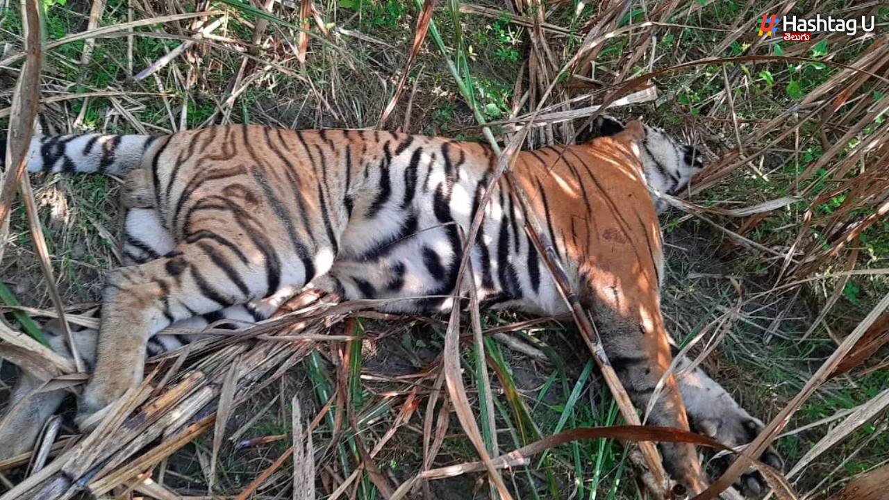 Bandhavgarh