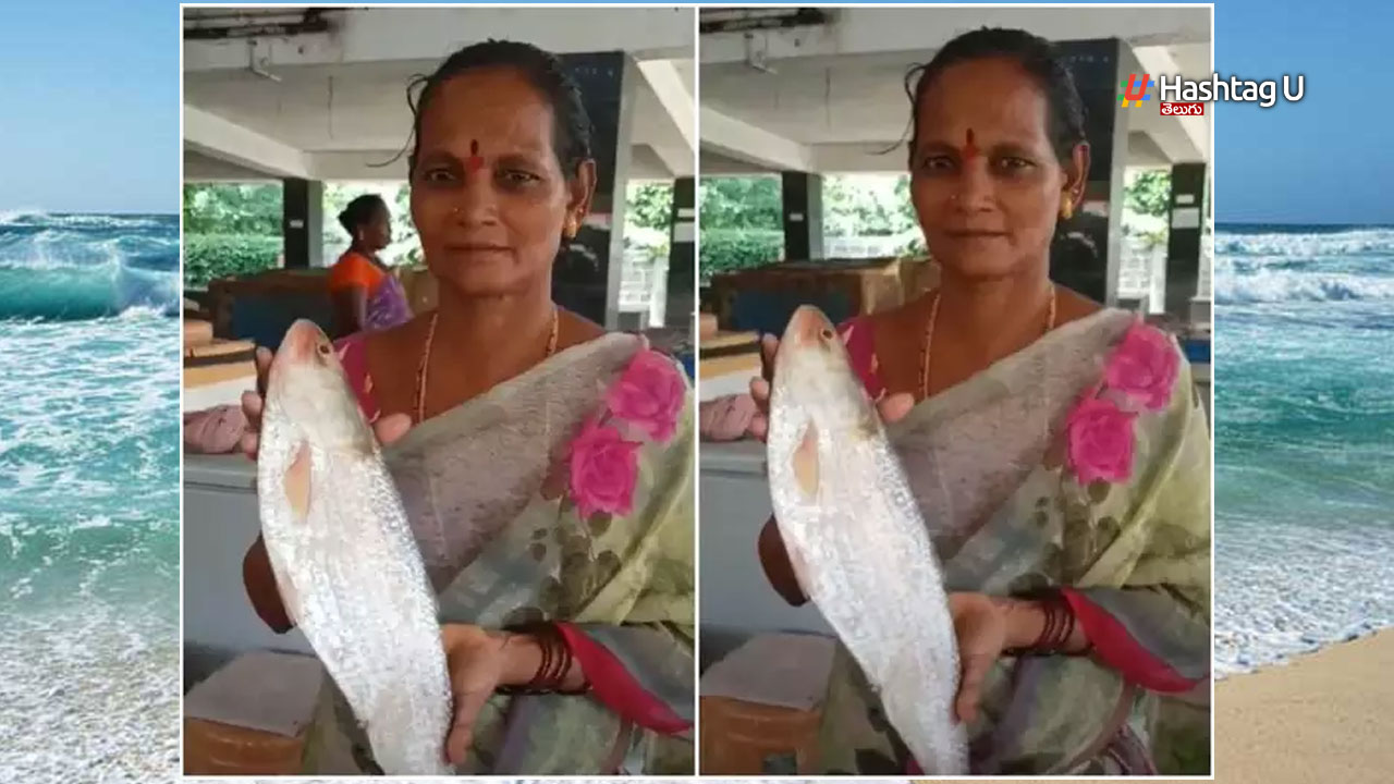 Pulasa Fish Price