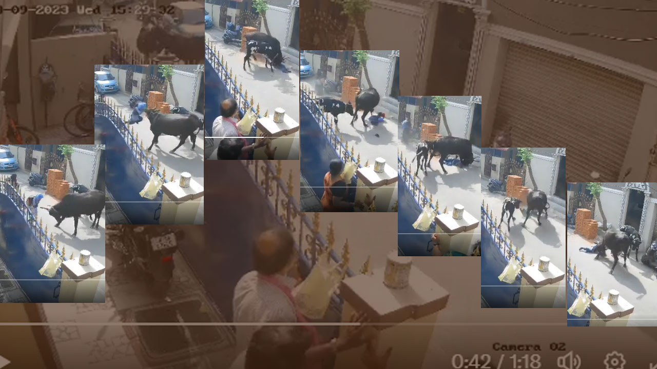 Cow attacks Chennai girl