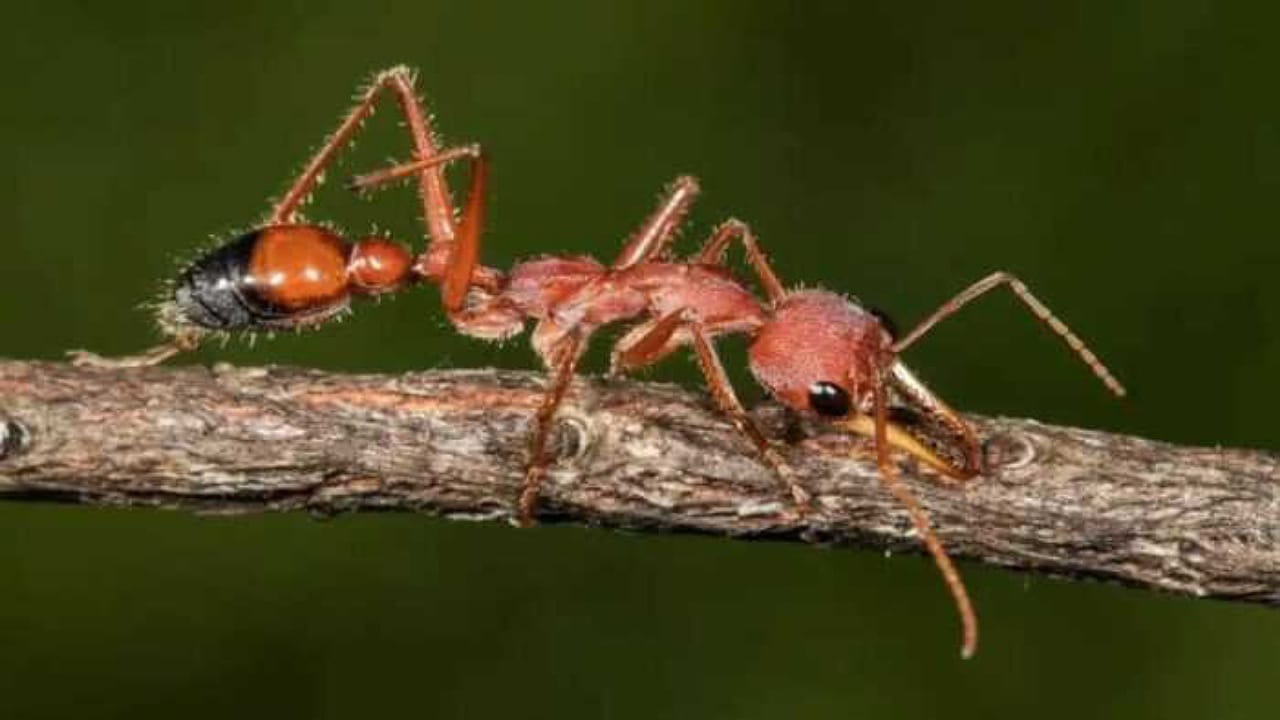 Bull Dog Ant