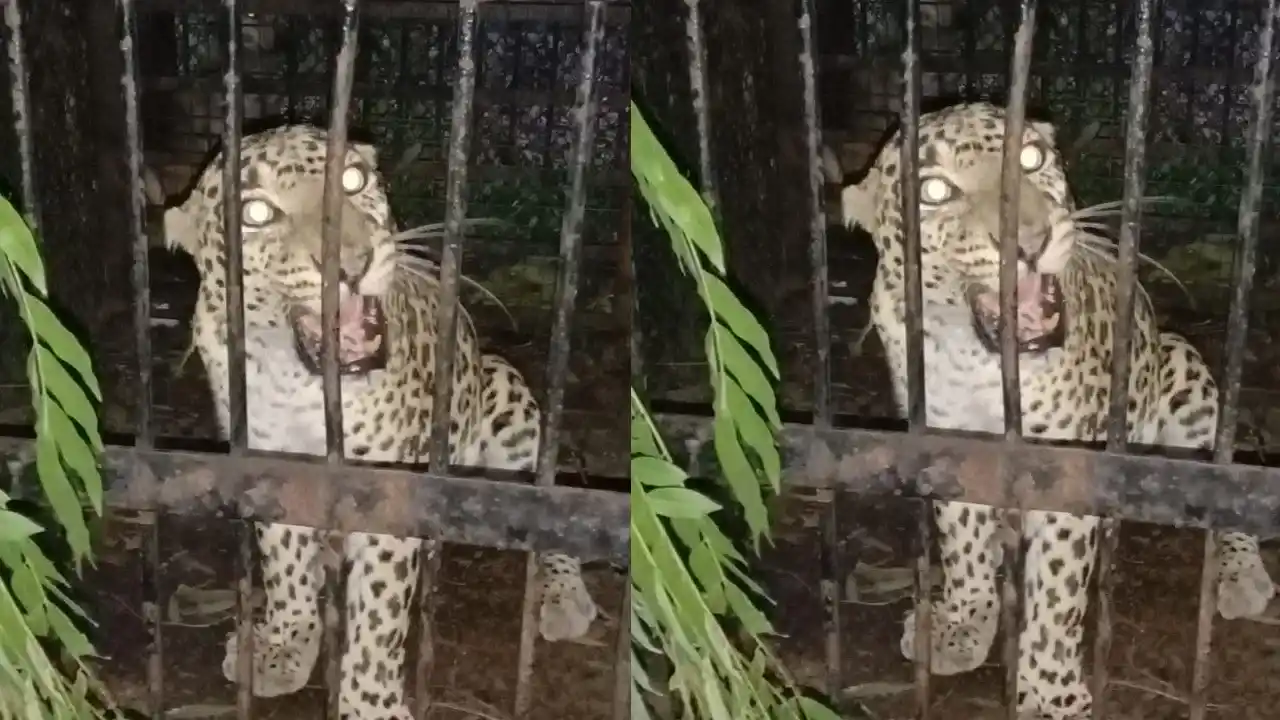 Another leopard