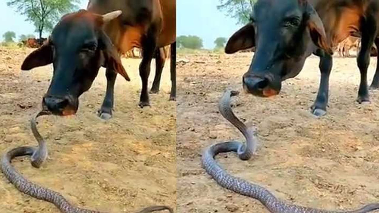 Cow Vs Snake