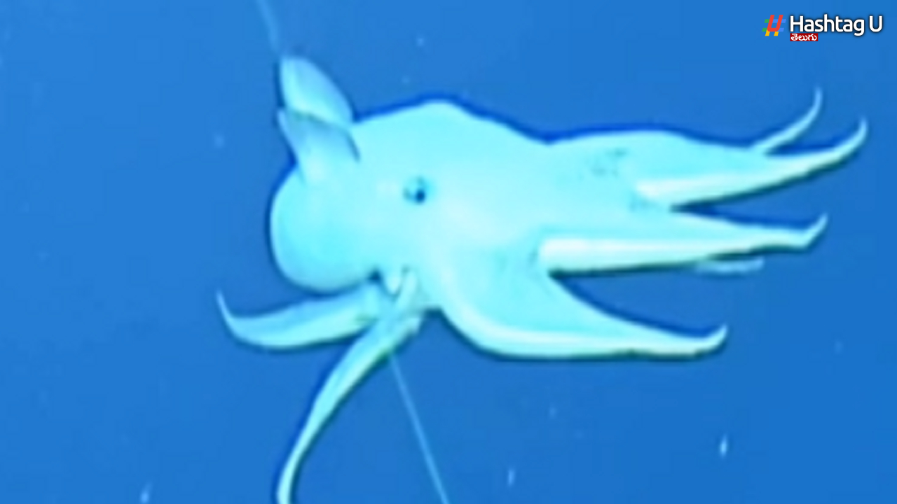 Dumbo Octopus