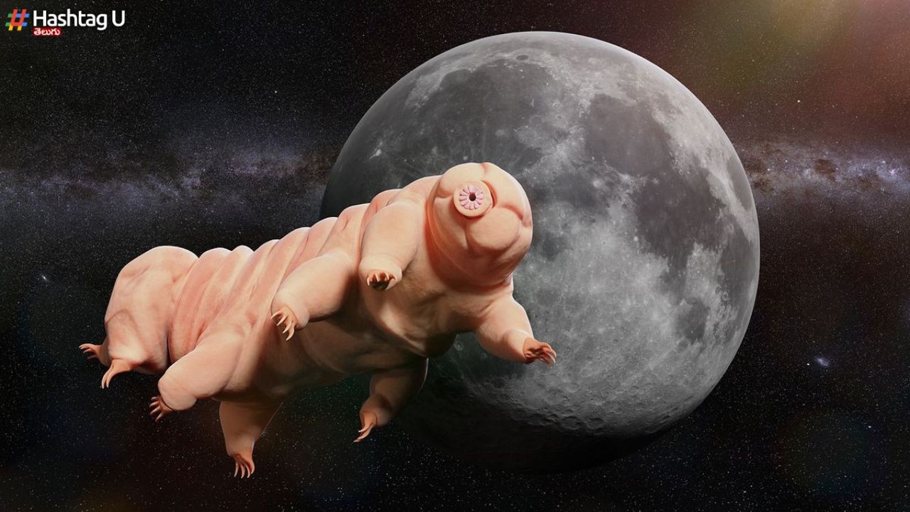 Earth Creature Vs Life On Moon