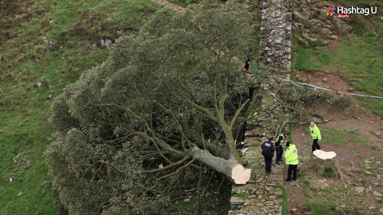 Famous Tree