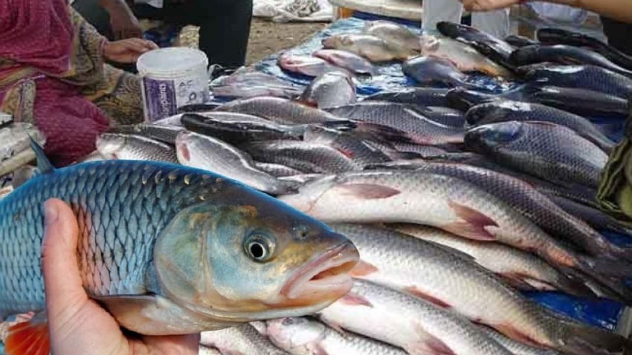 Fish