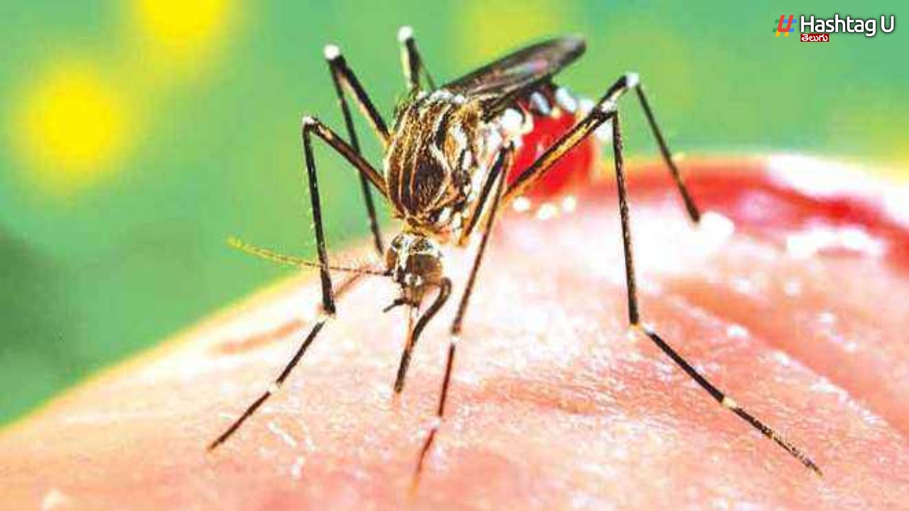 Dengue