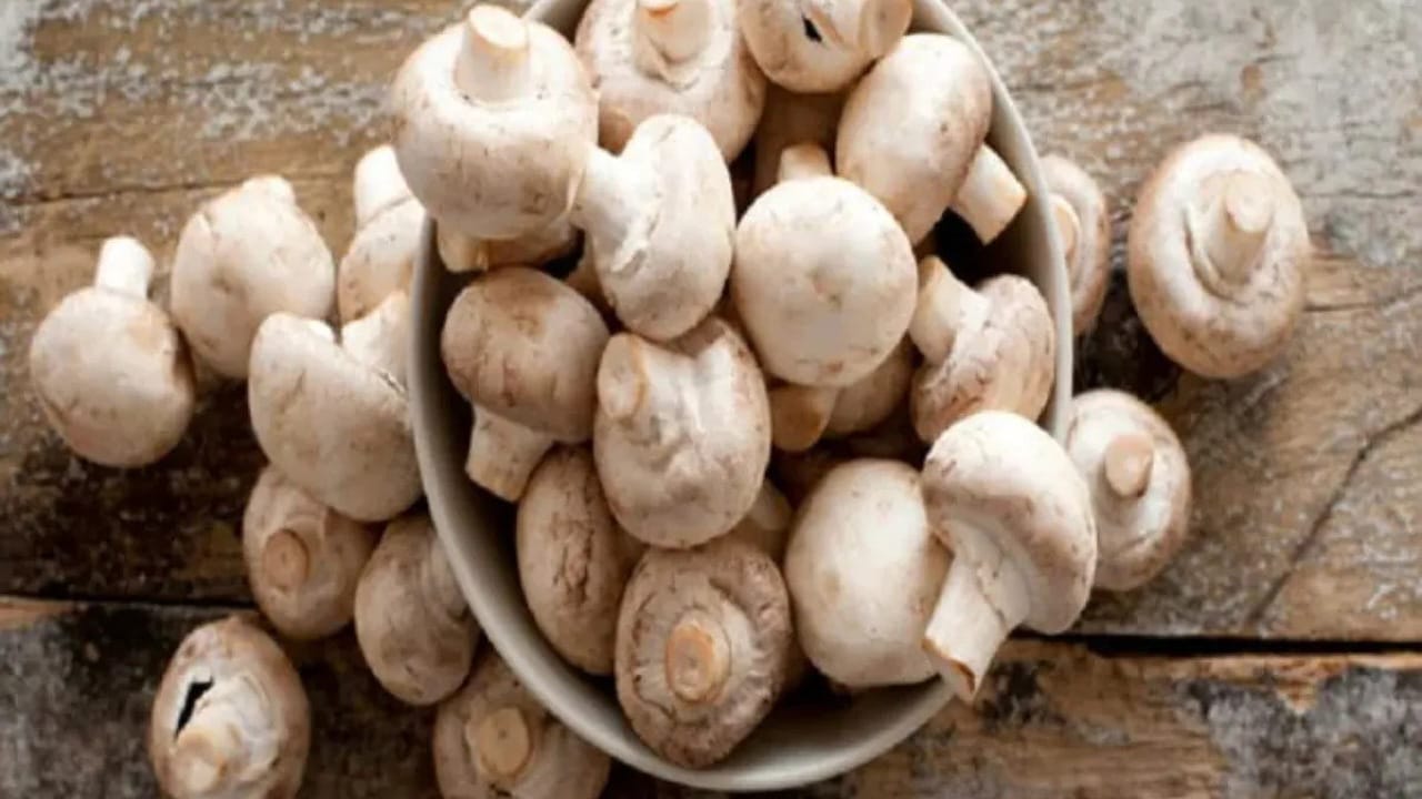 Benefits Of Mushroom