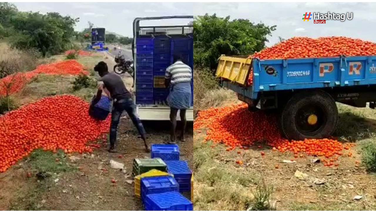 Tomato Price Crashes