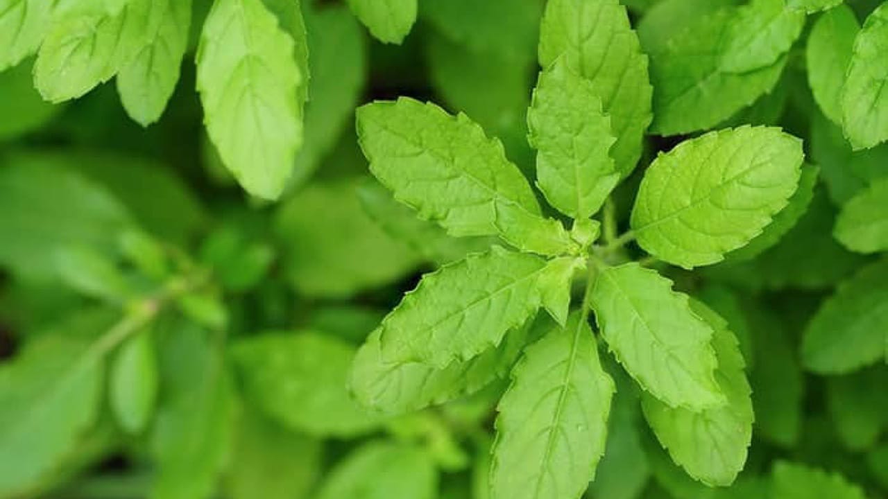 Tulsi Plant