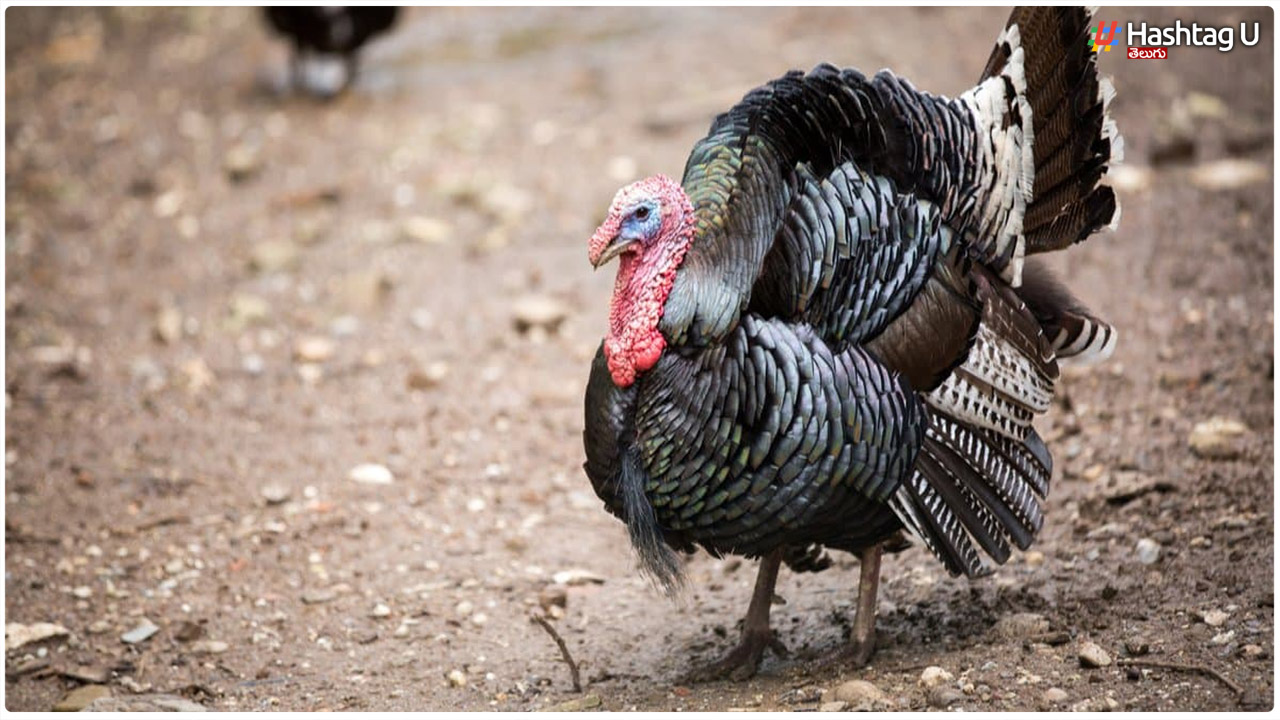 Turkey Bird Business Super Profitable