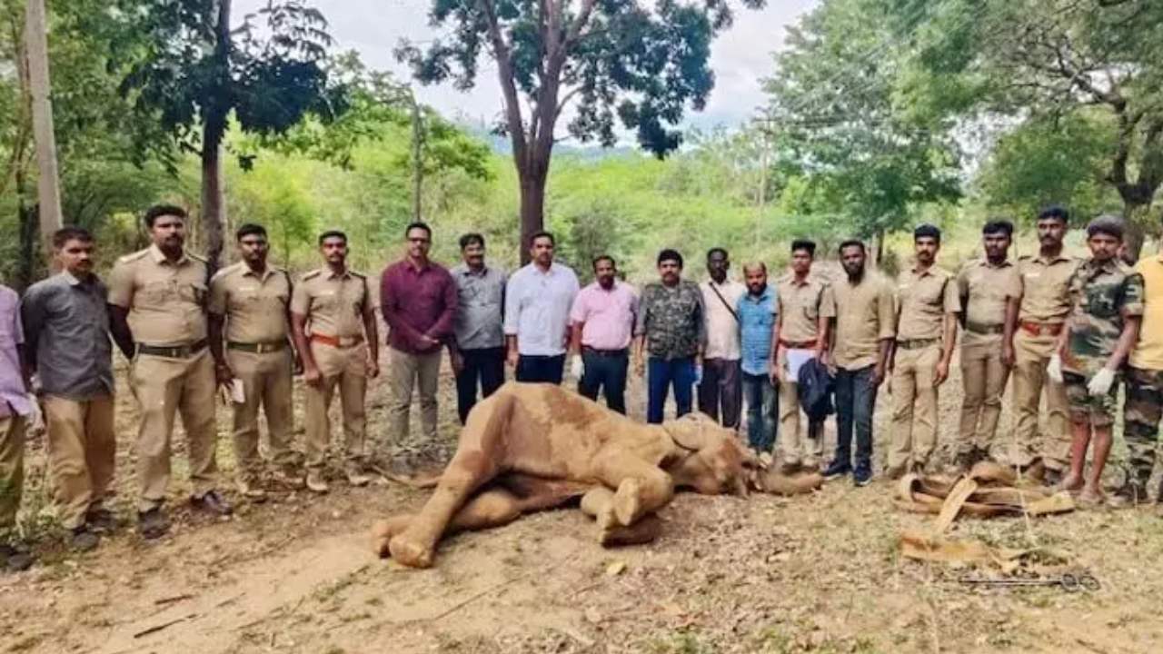Child Elephant passed away due to eat explosive items in Tamilanadu