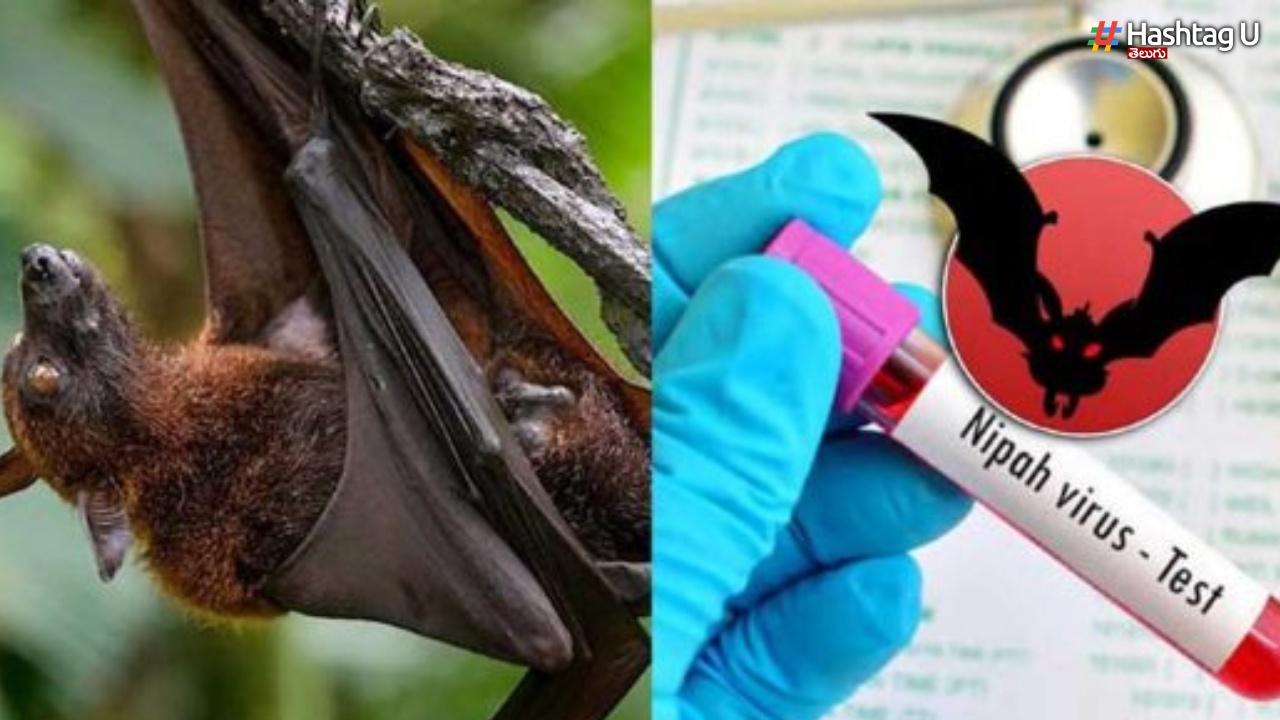 Nipah Virus