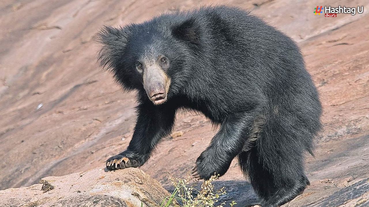 Bear Attack