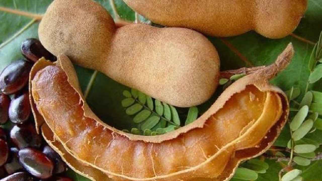 Tamarind Health Benefits