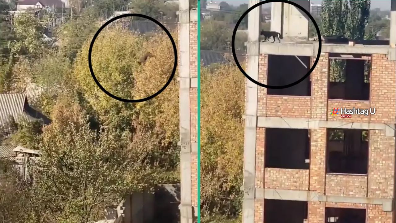 Dog Jump Viral