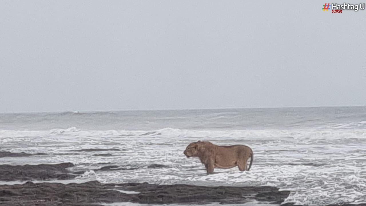 Gujarat Narnia