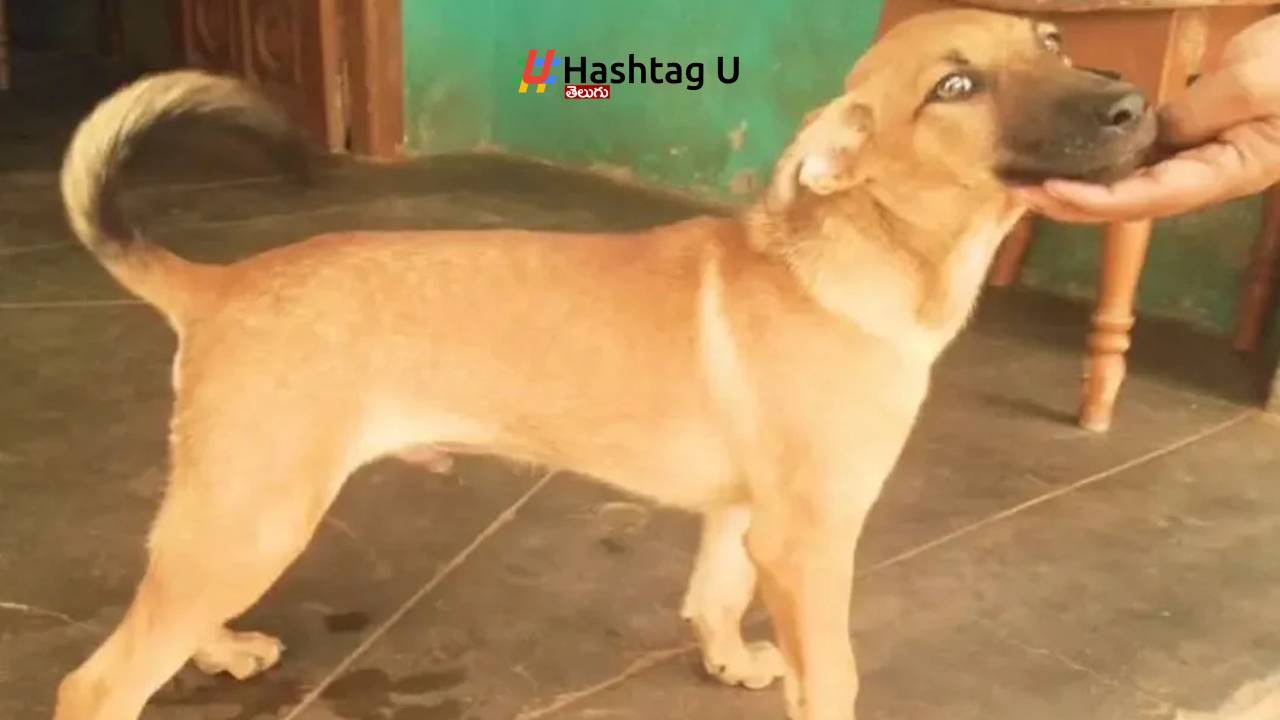 Man Cruel Attack Barking Dog With Iron Rod