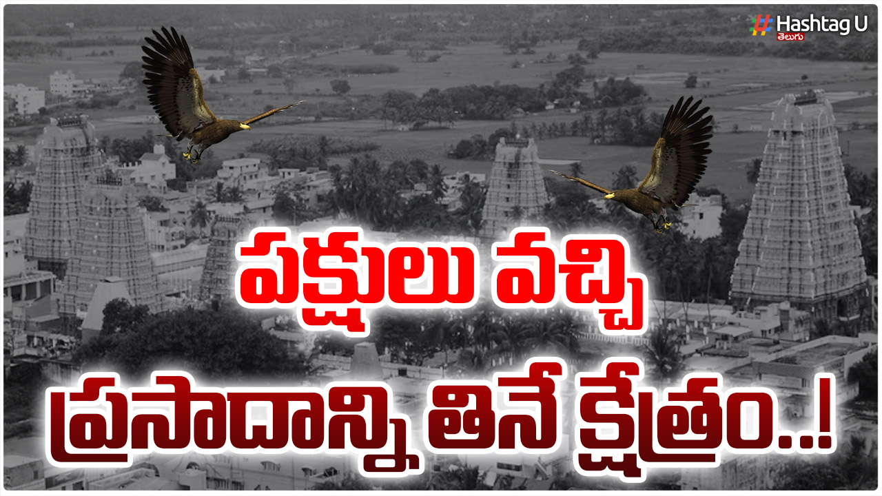 The Temple Where The Hawks Come And Eat The Prasadam..!