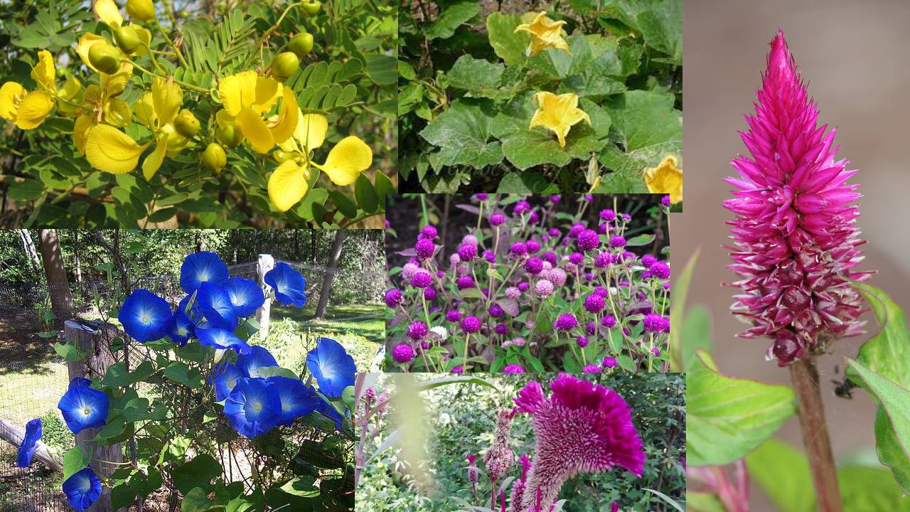 Flowers using in Bathukamma have more health Benefits