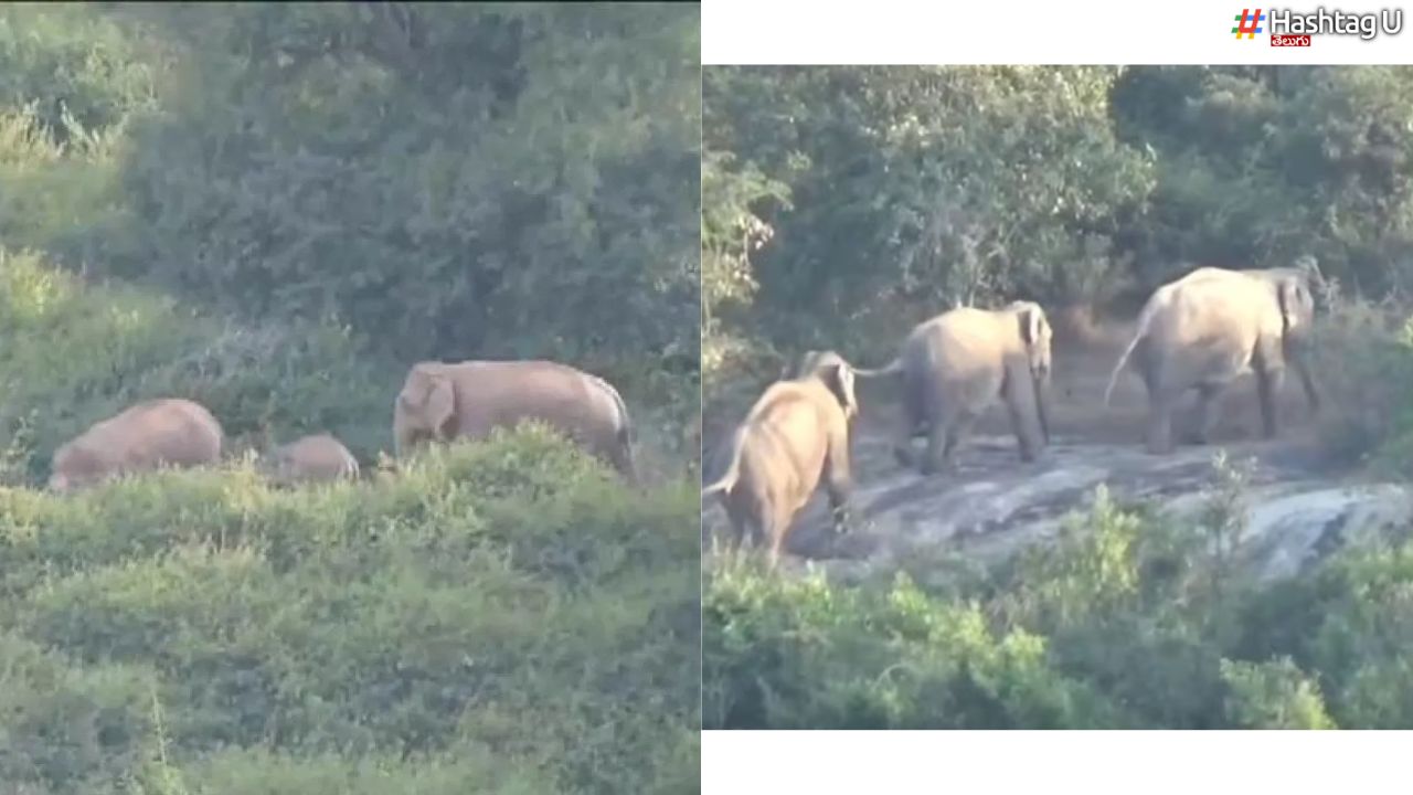 30 Elephants Entry