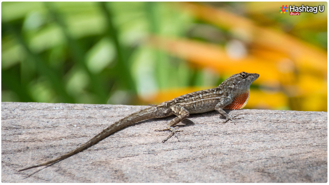 Can Lizards Stay In The House.. Do You Know What Happens When You See A Lizard With Its Tail Blown..